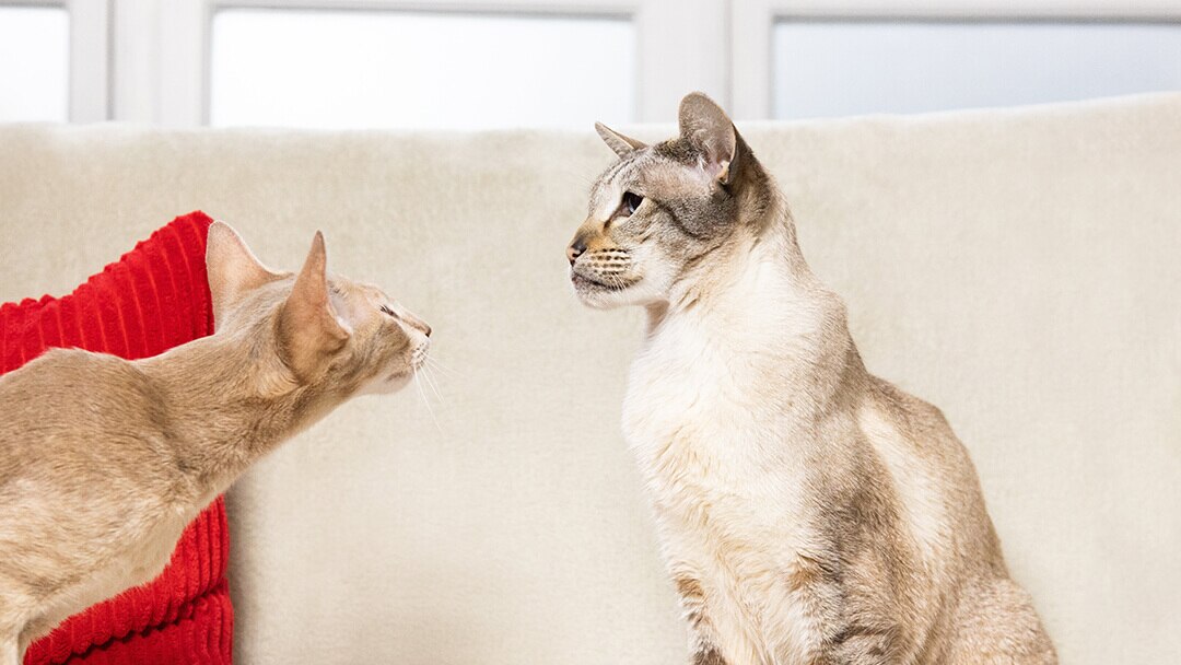 Wie alt werden Katzen? | PURINA